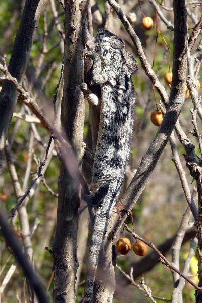 MA09079 copie.jpg